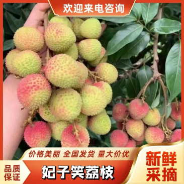 广东茂名妃子笑荔枝大量上市价格有货欢迎咨询