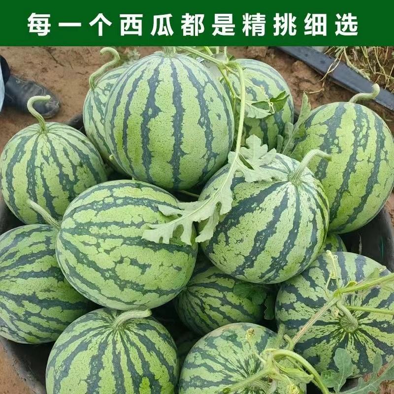 【推荐】山东甜王美都西瓜大量上市货源充足价格美丽