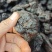 九蒸九晒软黄精——大货批发，量大价优