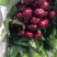 四川精品黑珍珠樱桃支持电商团购一件代发超市直播