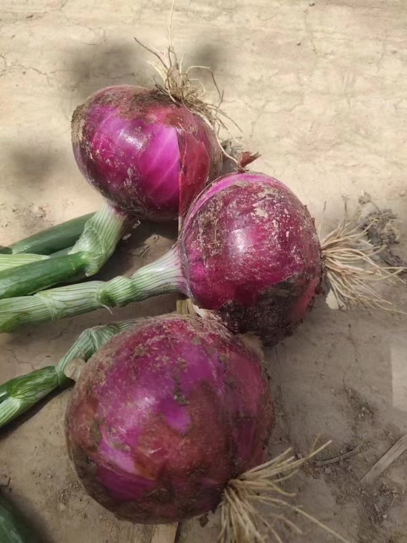精品紫皮洋葱大量上市品质保证量大从优一手货源