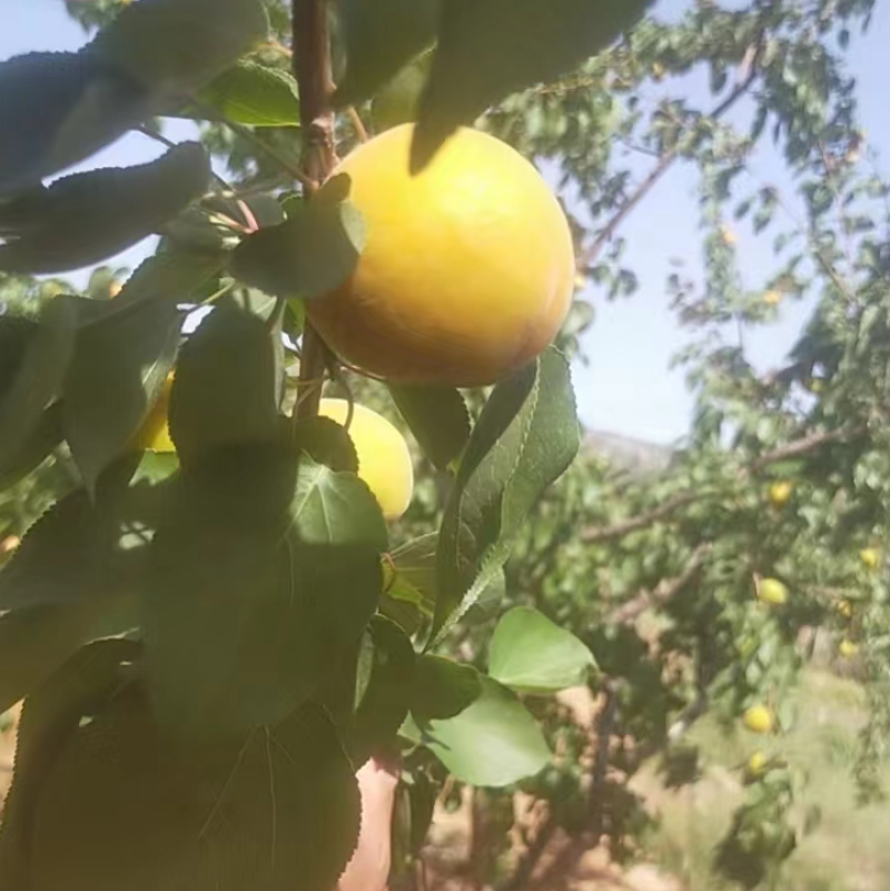 杏金太阳杏大量有货价格有货欢迎致电联系详谈