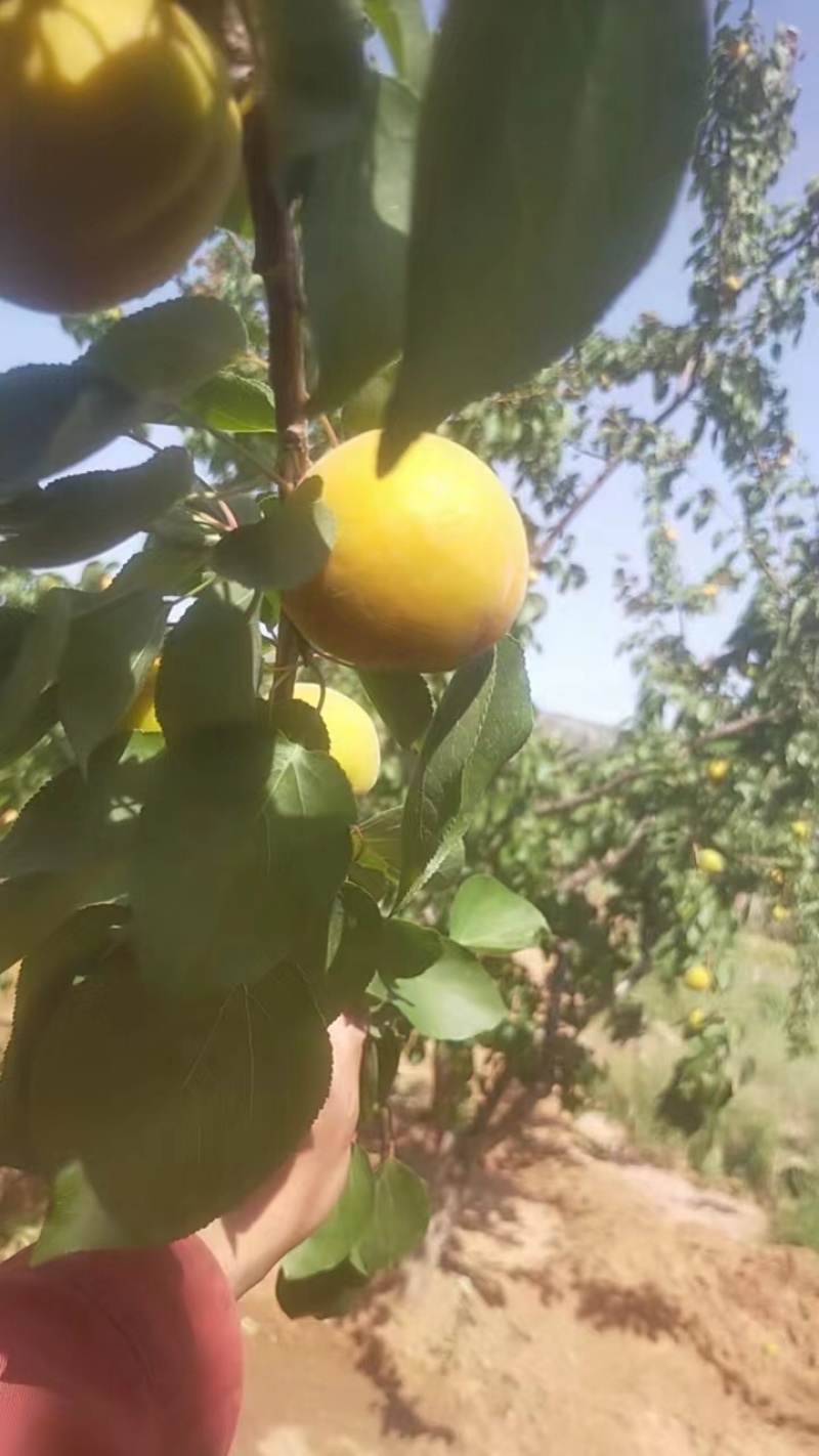 杏金太阳杏大量有货价格有货欢迎致电联系详谈