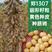 郑1307（亩600斤往上）双国审高产夏季大豆种子