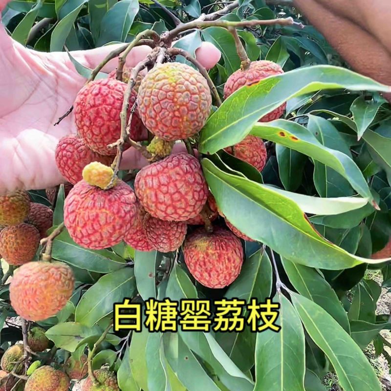 2024.5.14电白白糖罂8元妃子笑6元大量上市