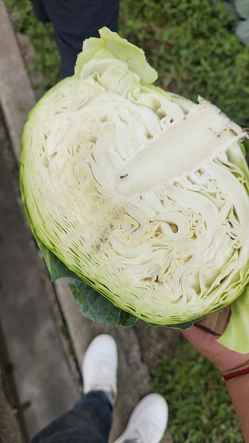精品云南高原山地优质甘蓝，扁包菜大量上市，货源充足