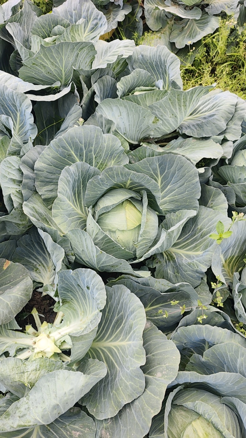 精品云南高原山地优质甘蓝，扁包菜大量上市，货源充足