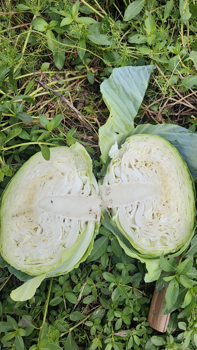 精品云南高原山地优质甘蓝，扁包菜大量上市，货源充足
