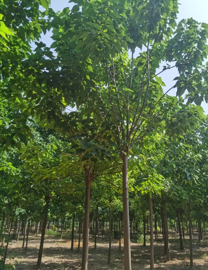 河南秋桐树楸树自家种植全国代发价格可谈欢迎致电