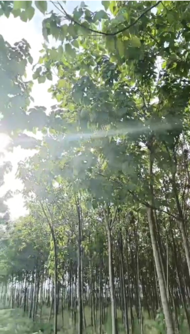 河南秋桐树楸树自家种植全国代发价格可谈欢迎致电