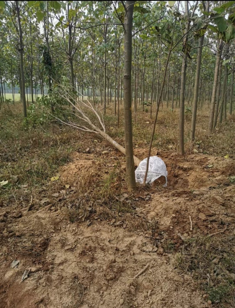 河南秋桐树楸树自家种植全国代发价格可谈欢迎致电