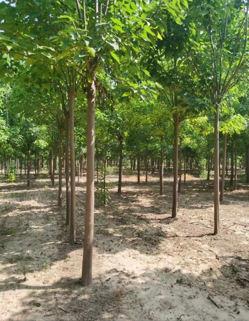 河南秋桐树楸树自家种植全国代发价格可谈欢迎致电