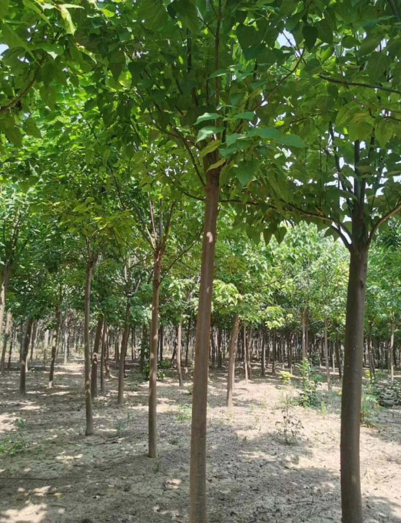 河南秋桐树楸树自家种植全国代发价格可谈欢迎致电