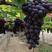河北玫瑰香葡萄24年新货上市，产地直发质量保证，可视频看