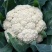 精品菜花松花菜大量上市品质保证量大从优欢迎联系