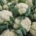 精品菜花松花菜大量上市品质保证量大从优欢迎联系