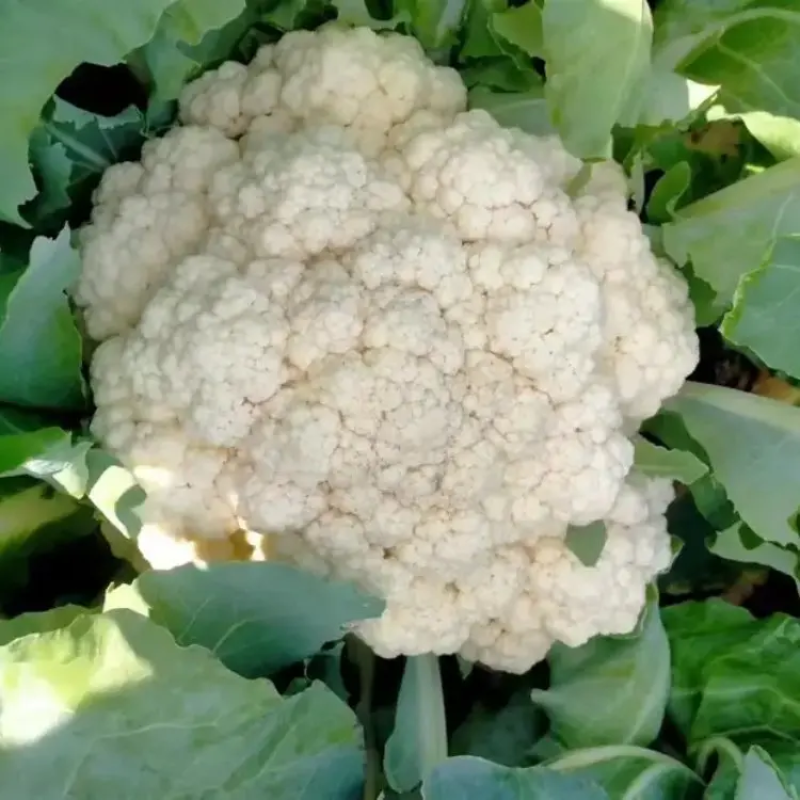 精品菜花松花菜大量上市品质保证量大从优欢迎联系