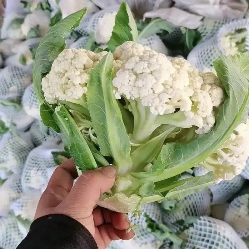 精品菜花松花菜大量上市品质保证量大从优欢迎联系