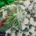 精品菜花松花菜大量上市品质保证量大从优欢迎联系