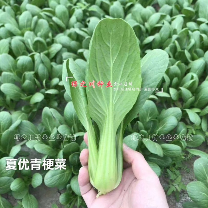 正源利农夏优青梗菜种子耐热耐雨水抗热青梗绿叶菜种籽夏秋季菜籽
