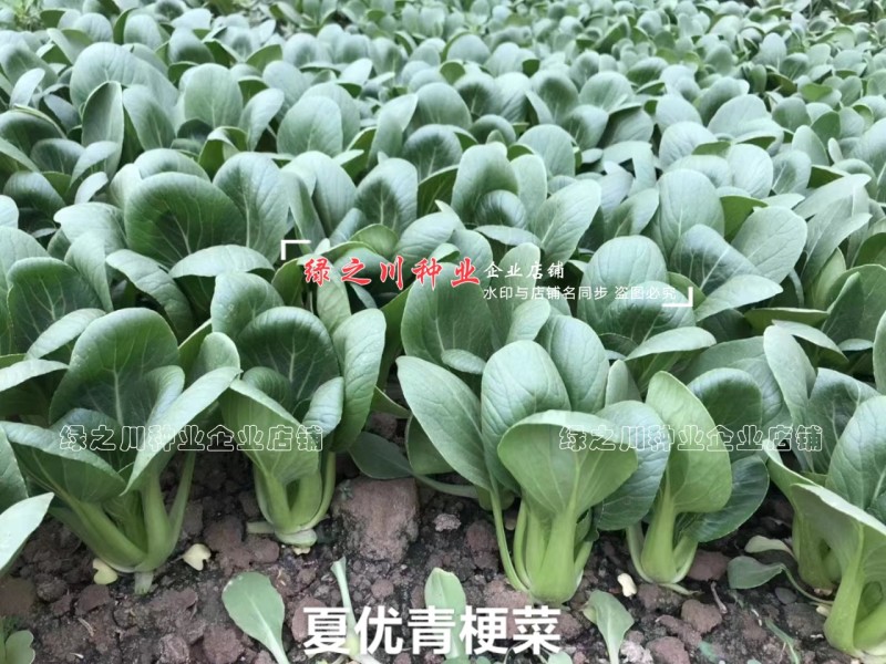 正源利农夏优青梗菜种子耐热耐雨水抗热青梗绿叶菜种籽夏秋季菜籽
