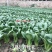 正源利农夏优青梗菜种子耐热耐雨水抗热青梗绿叶菜种籽夏秋季菜籽