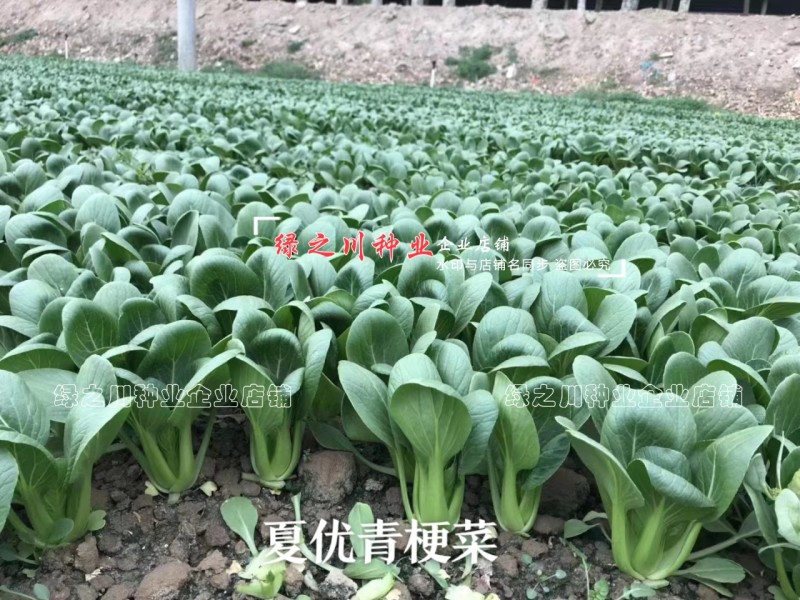 正源利农夏优青梗菜种子耐热耐雨水抗热青梗绿叶菜种籽夏秋季菜籽