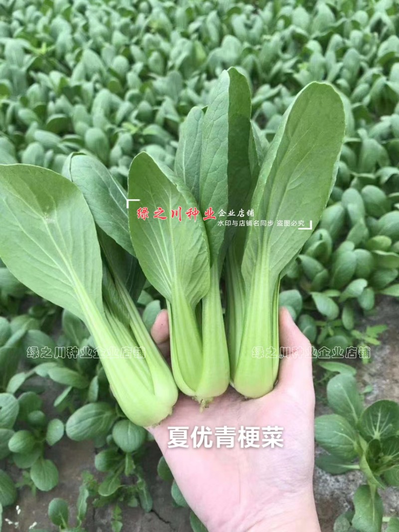 正源利农夏优青梗菜种子耐热耐雨水抗热青梗绿叶菜种籽夏秋季菜籽
