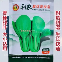 正源利农夏优青梗菜种子耐热耐雨水抗热青梗绿叶菜种籽夏秋季菜籽