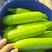精品绿皮西葫芦角瓜茭瓜小瓜大量上市欢迎联系
