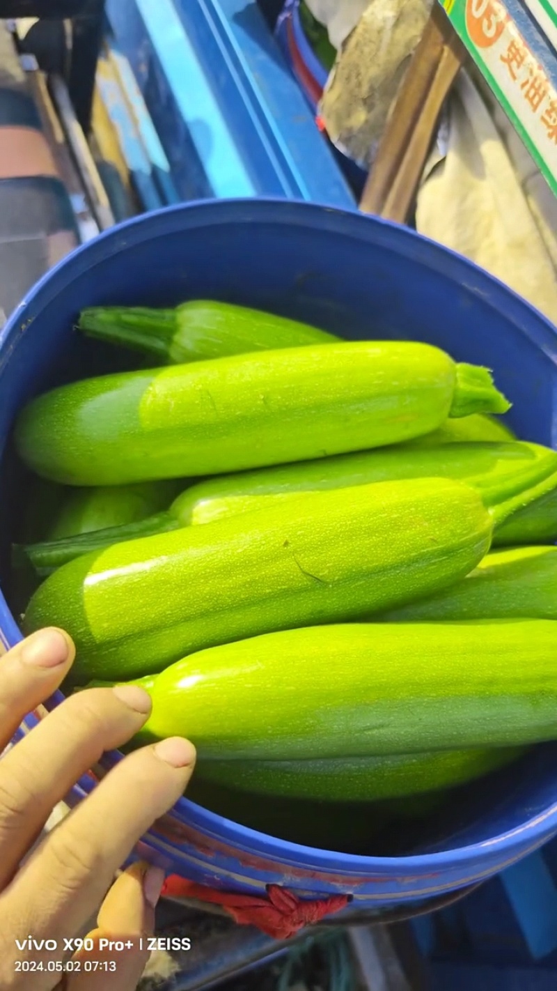 河北承德精品绿皮西葫芦角瓜茭瓜小瓜大量上市欢迎联系