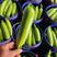 精品绿皮西葫芦角瓜茭瓜小瓜大量上市欢迎联系