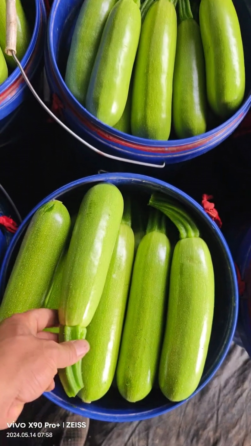 河北承德精品绿皮西葫芦角瓜茭瓜小瓜大量上市欢迎联系