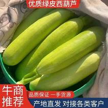 精品绿皮西葫芦角瓜茭瓜小瓜大量上市欢迎