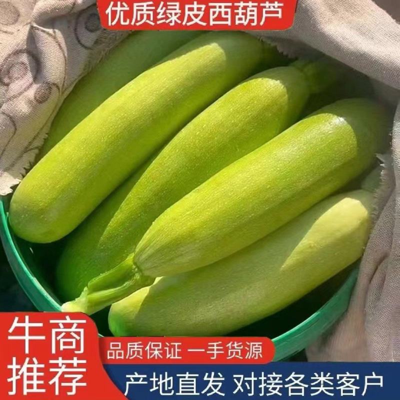 河北承德精品绿皮西葫芦角瓜茭瓜小瓜大量上市欢迎联系