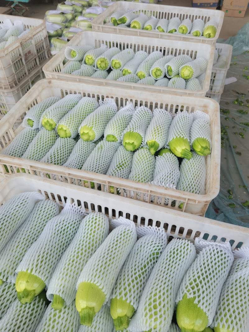 河北承德精品绿皮西葫芦角瓜茭瓜小瓜大量上市欢迎联系
