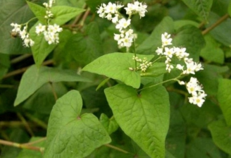 野荞麦金荞麦