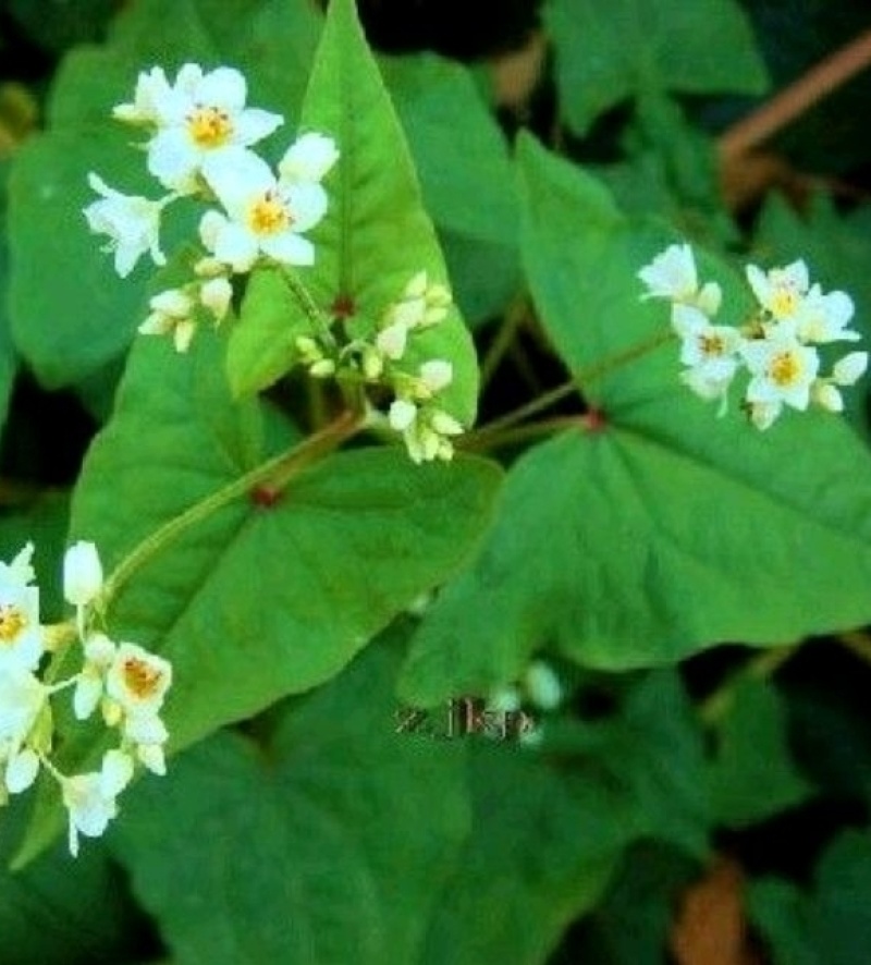 野荞麦金荞麦