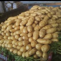 [热卖]土豆沃土五号土豆产地直发量大从优欢迎洽谈