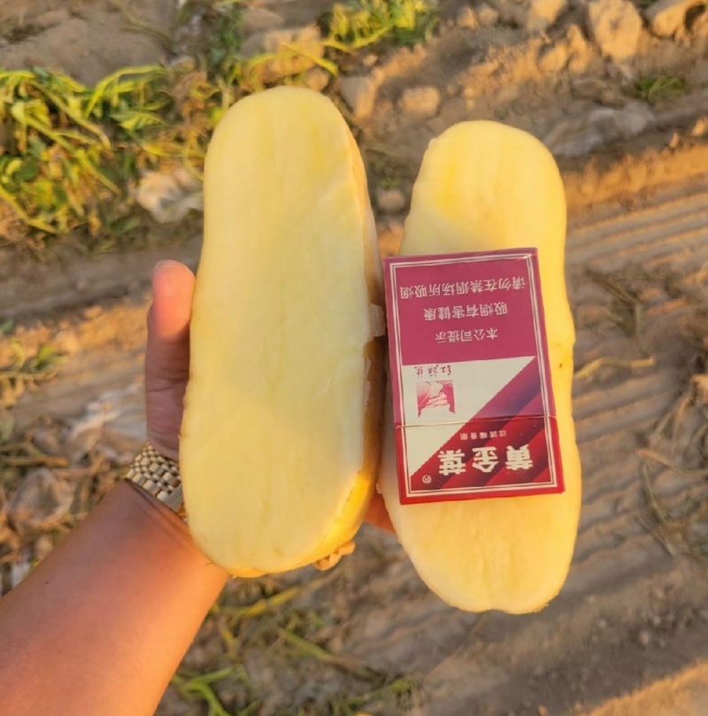 [热卖]黄心土豆沃土5号产地直发量大从优欢迎洽谈