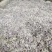 恩施高山藤茶