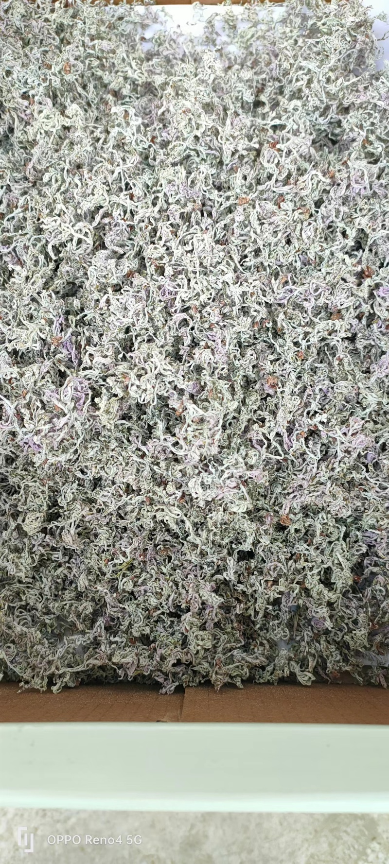 恩施高山藤茶