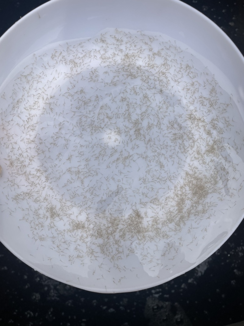 麦鲮水花苗桂花鱼鳜鱼饵料鱼水花苗鱼仔