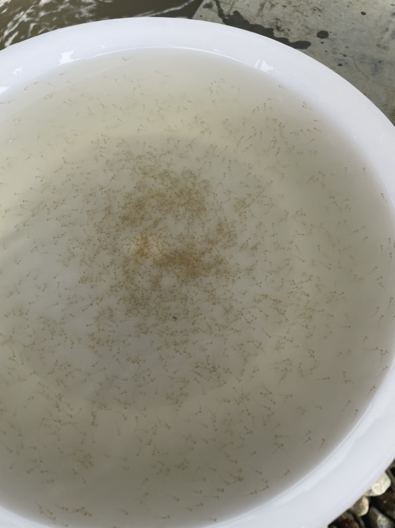 麦鲮水花苗桂花鱼鳜鱼饵料鱼水花苗鱼仔