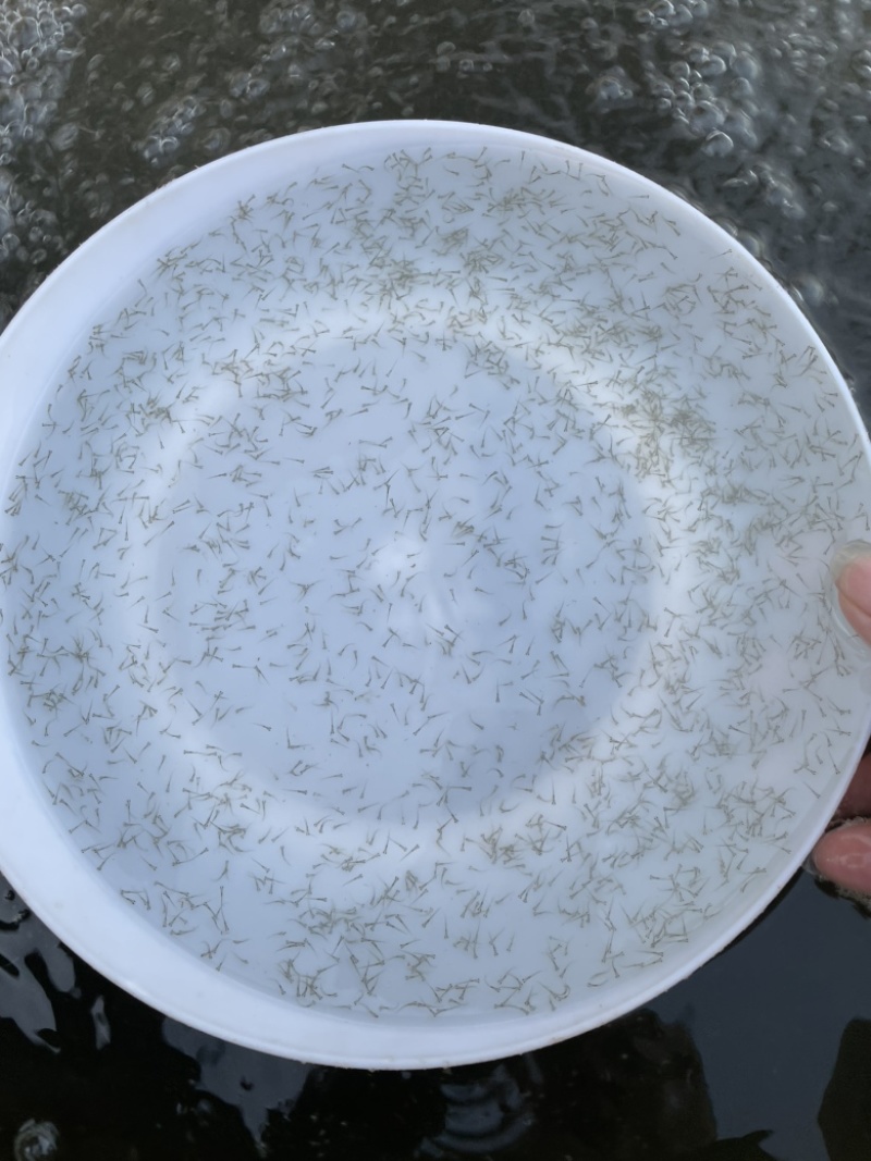 麦鲮水花苗桂花鱼鳜鱼饵料鱼水花苗鱼仔