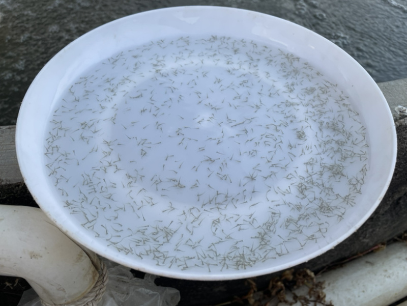 麦鲮水花苗桂花鱼鳜鱼饵料鱼水花苗鱼仔