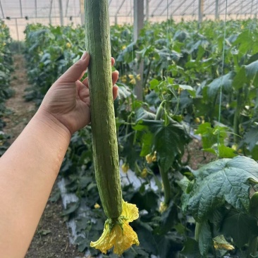 鲜花丝瓜大量货源