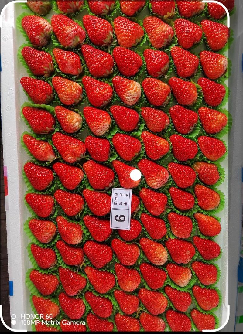云南会泽四季草莓