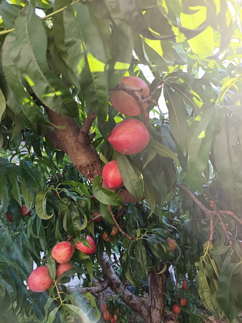 攀枝花米易，普威，油桃，