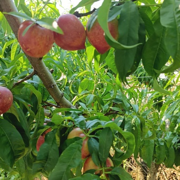 攀枝花米易，普威，油桃，